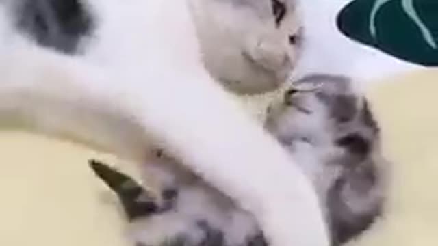 Mommy cat protects the cute kitten from nightmare