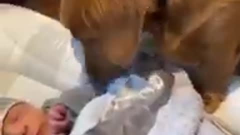 Cute puppy's - #Shorts #Dog #love #ytshorts #youtubeshorts #Viral