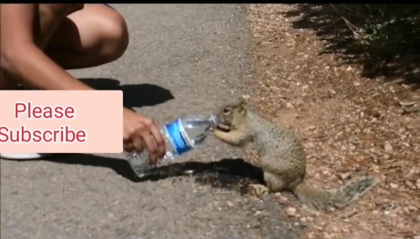 Squirrel thirsty for water 🥺🥺❤🥰