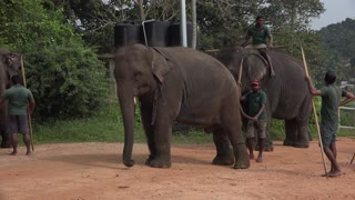 cute baby tusker try to play with his friend