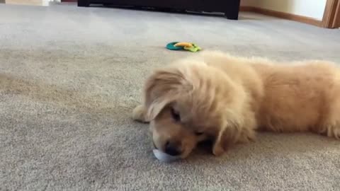 My first ice cube. Still one of the best treats! ❄️😆🐾