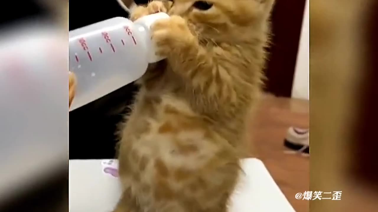 Funny Pets Moment #52