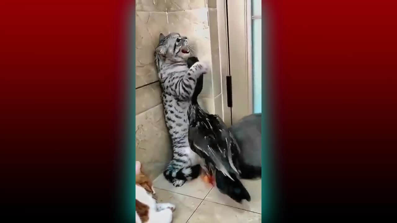 #Cute_and_Duck_Funny_Fight#Cats_Videos_#Duck_#Compilation_2022_#Shorts