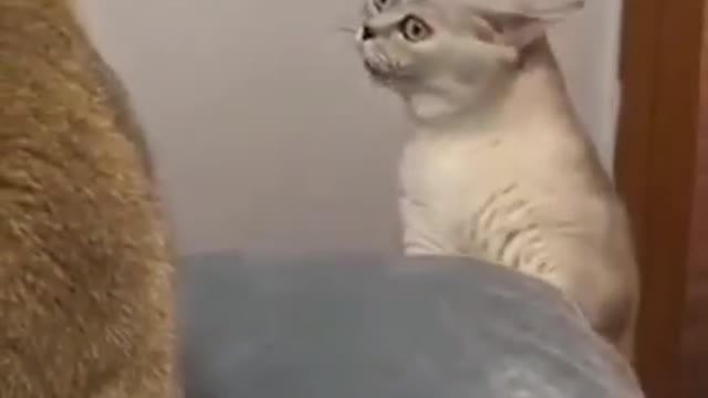 Angry Cat // Pets & Animals // puppy kitty