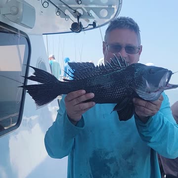 Black sea bass