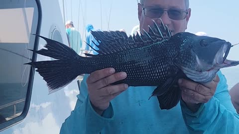 Black sea bass