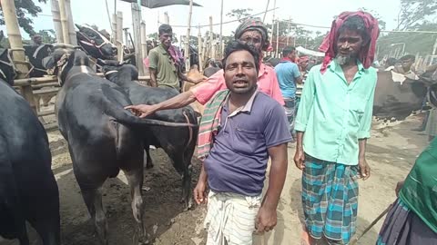 Bull Price And Cow Hat In Aricha Ghat Exclusive Big Cattle Valag And Othirs Public Palase