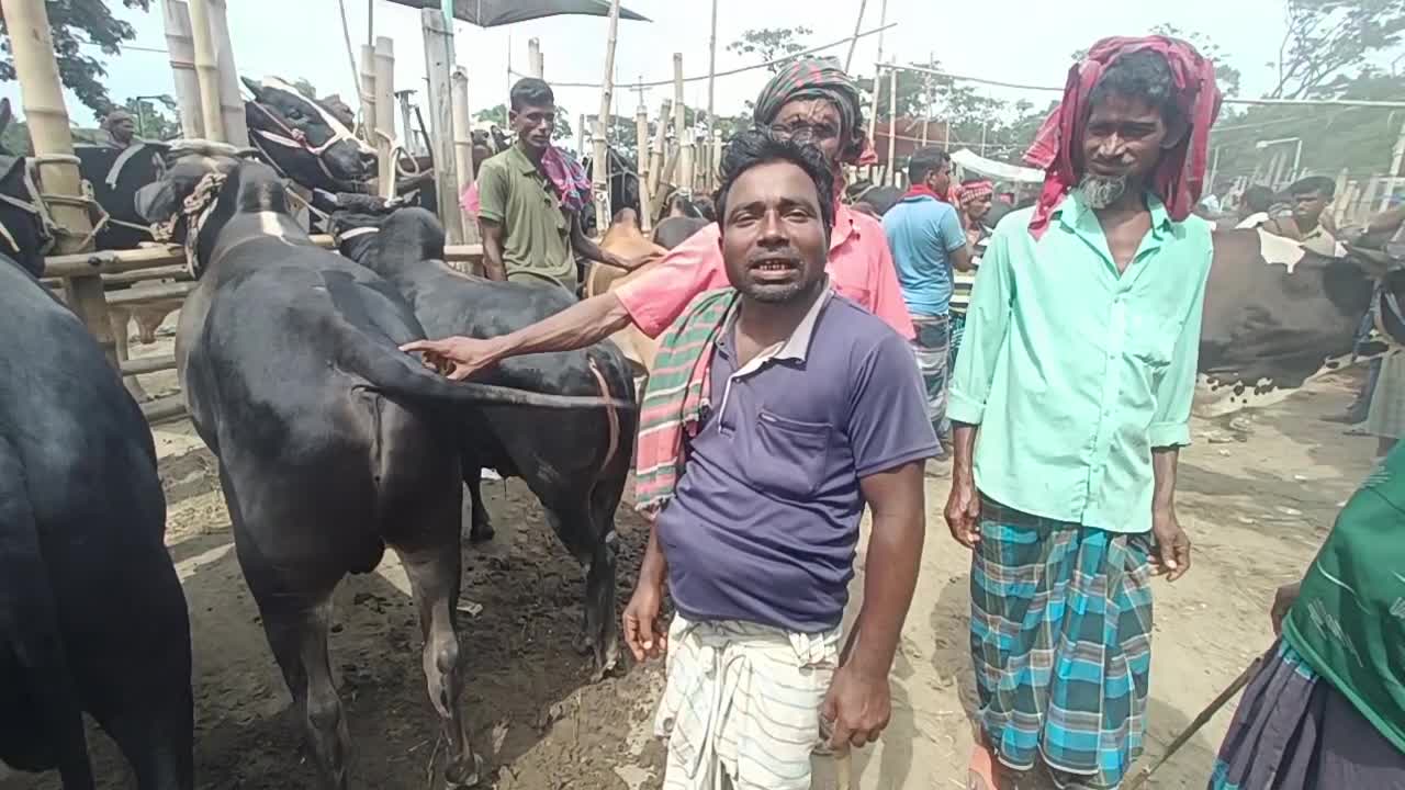 Bull Price And Cow Hat In Aricha Ghat Exclusive Big Cattle Valag And Othirs Public Palase