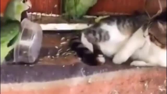 The cat is like: I don't eat you doesn't mean we are friends! 😂