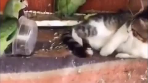 The cat is like: I don't eat you doesn't mean we are friends! 😂