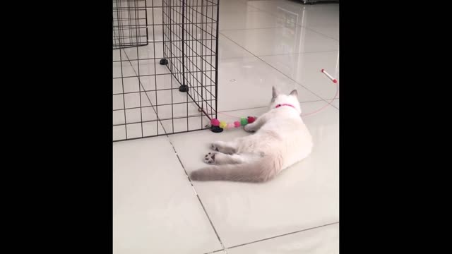 Funny Dog And Cat video