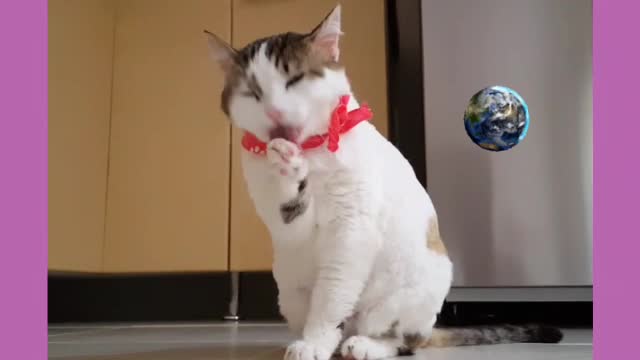 Cats and dogs tops