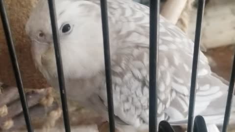 El Sevo, Bird Cage