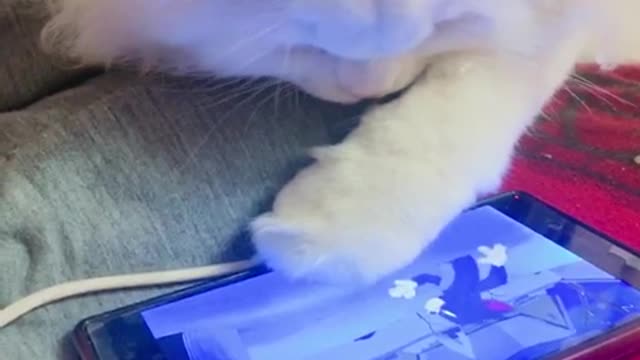 The cat enjoys watching