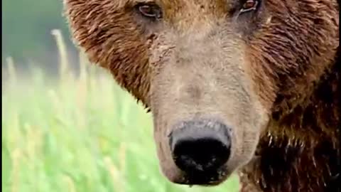 Brown bears can fight like hell