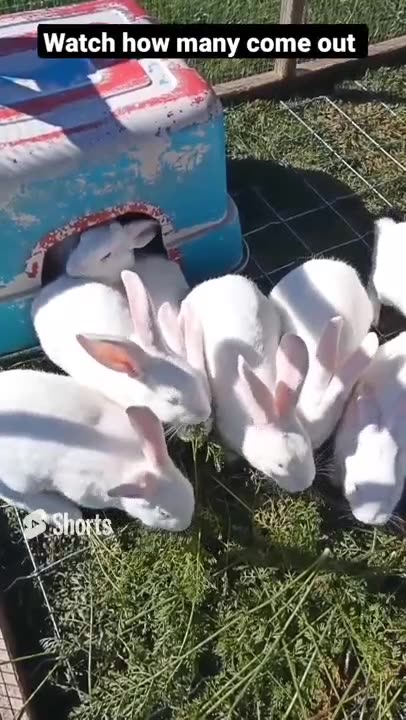 Rabbits love carrot Tops
