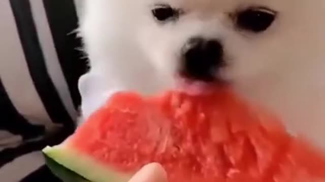 Hungry dog eating watermilon