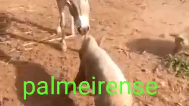 Palmeira Porco e Burro brigando