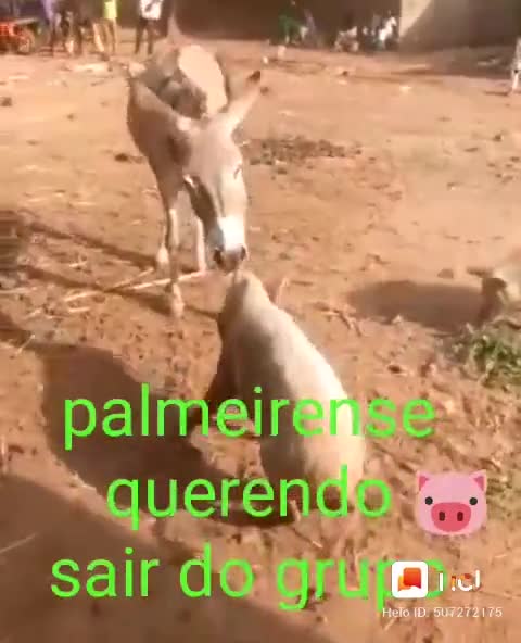 Palmeira Porco e Burro brigando