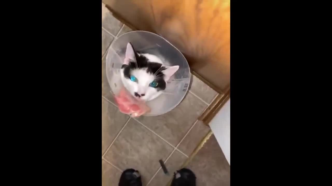 Funny cat just won't give you food