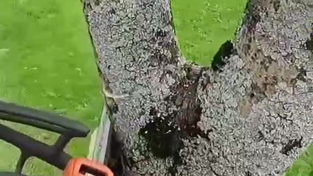 A tree trimmer's day's work is to keep pruning