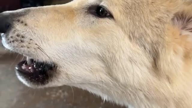 Some early morning wolf serenade from Hadassah