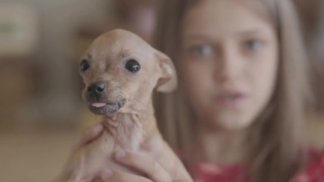 Portrait of pretty small girl hugging and kissing her small brown chihuahua dog close up