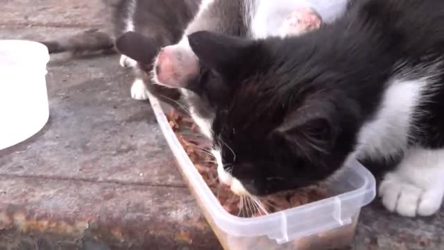 Cats meow loudly because they want to eat