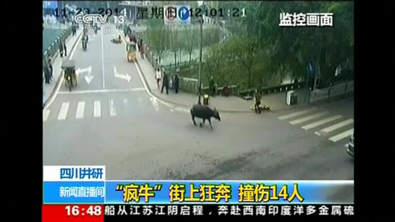 Buffalo on a rampage injures 14 in China