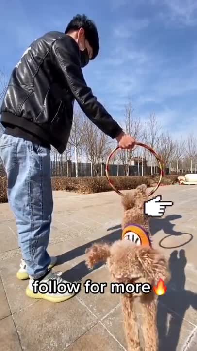 Funny Dog Videos That Will Make You Laugh #64