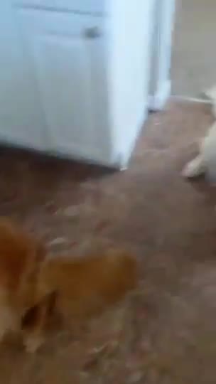 Dog - Dog Hugs Another Dog to Apologise for Eating Their Chewy