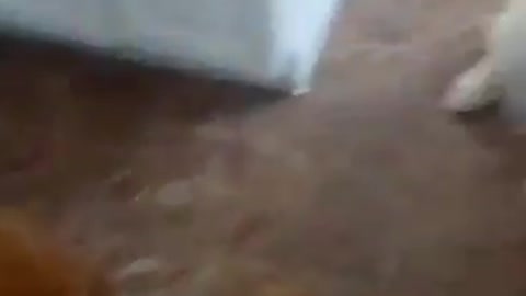 Dog - Dog Hugs Another Dog to Apologise for Eating Their Chewy