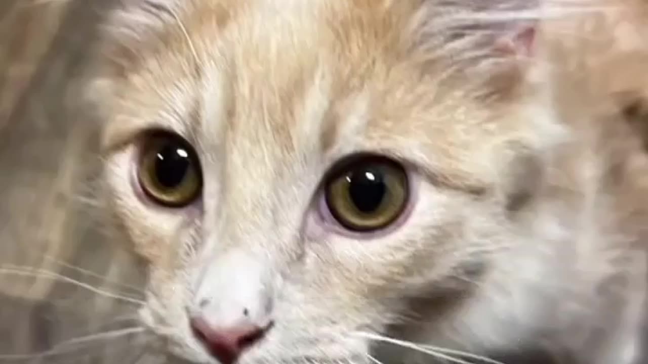 Funny cat dog animal videos on Instagram Tiktok #memes #funnyanimals #مضحك