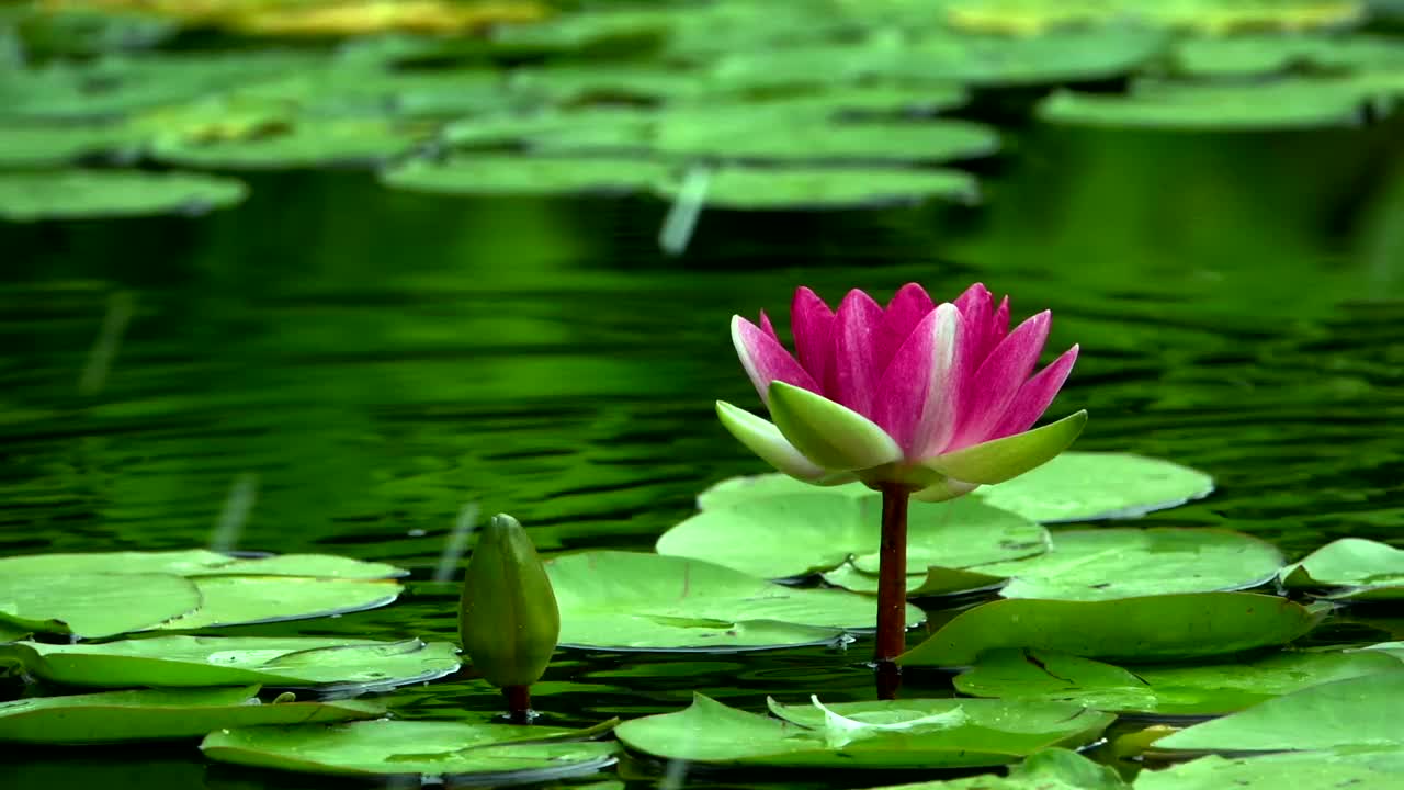 Wonderful lotus blossom in a lake