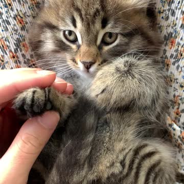 cute cat getting affection