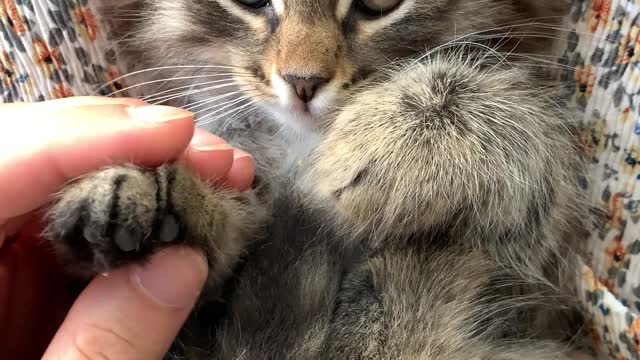 cute cat getting affection