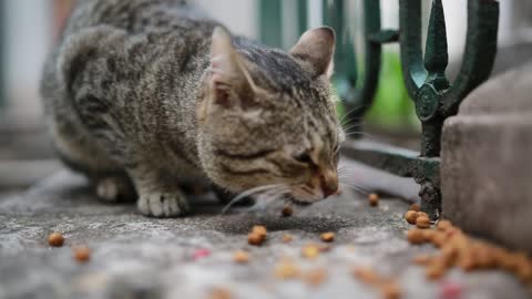 Cat is eating food