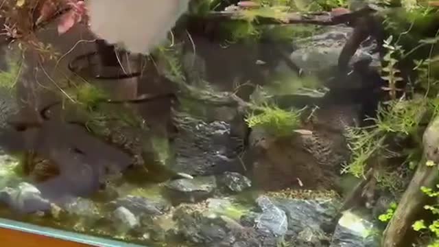 funny|prank|jokes|funny jokes|dad jokes|funny memes|funny video|fun|laughing|funny animal|knock
