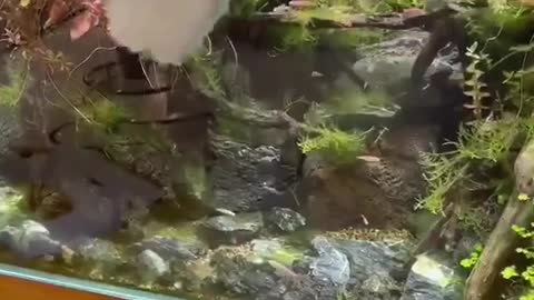 funny|prank|jokes|funny jokes|dad jokes|funny memes|funny video|fun|laughing|funny animal|knock