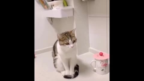 Cat Funny 😹😹 video love cats