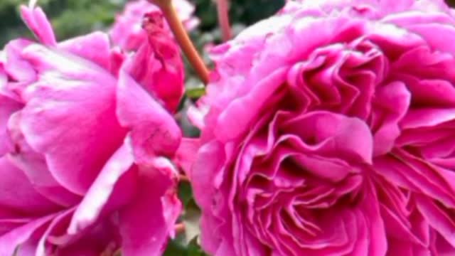Beautiful roses