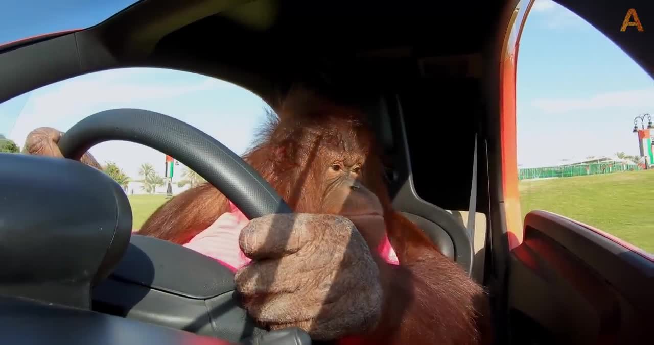 Monkey is driving a car perfectly