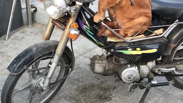 Golden Retriever riding a motorcycle