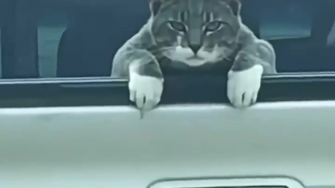 Funny Cat Video