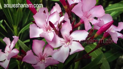 അറിയാതെ പോലും കഴിക്കരുത് ഇവയൊന്നും | Poisonous Fruits Never Eat Health Problems