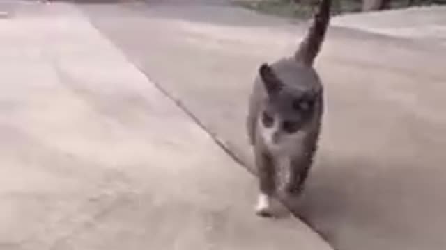 Funny pets video & Even cats are afraid of his wife