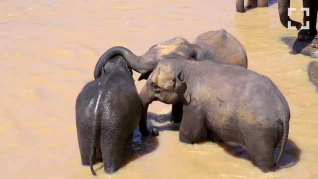 Amazingly Adorable Elephants