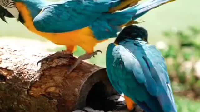 Lovely parrot