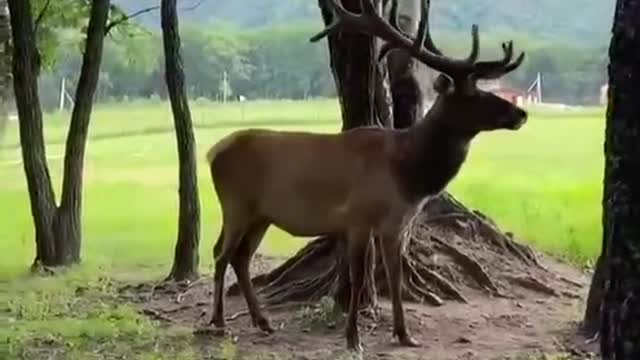 An antelope is walking