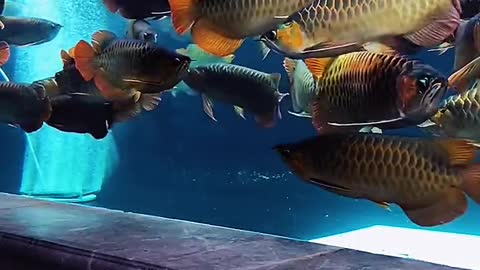 A VAT of colorful arowana